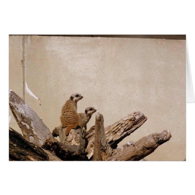 Meerkat Lookout (Anverso (Horizontal))