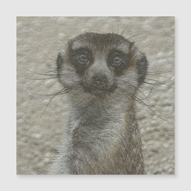 Meerkat metalizado (Anverso)