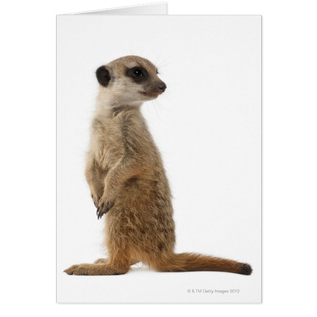 Meerkat o Suricate - Suricata suricatta (Frente)
