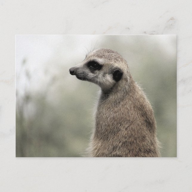 Meerkat sobre el deber de guardia - postal (Anverso)