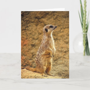 Meerkat - Tarjeta de felicitación en blanco