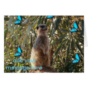 Meerkat Y Mariposas Azules,