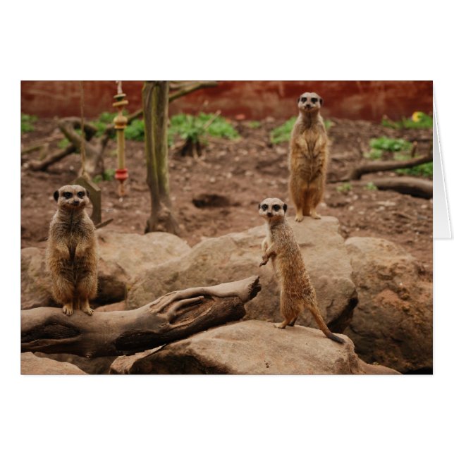 meerkats (Anverso (Horizontal))