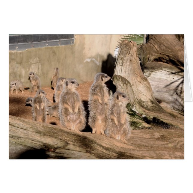 Meerkats (Anverso (Horizontal))