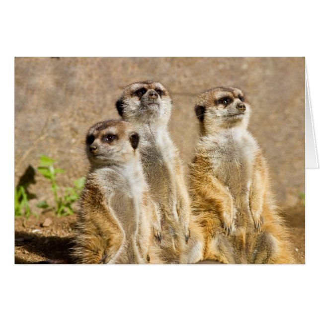 Meerkats (Anverso (Horizontal))