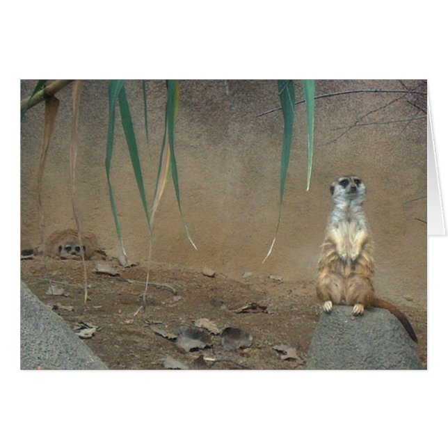 Meerkats (Anverso (Horizontal))