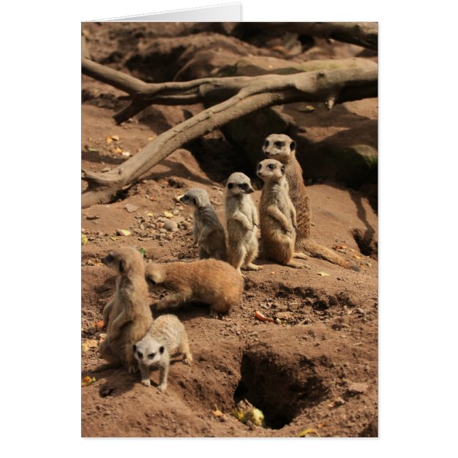 meerkats (Frente)