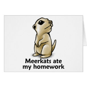 Meerkats comió mi preparación