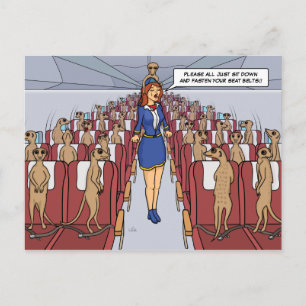 Meerkats en una postal plana