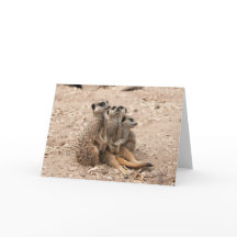 Meerkats en una tarjeta de felicitación del grupo