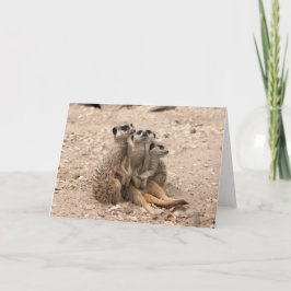 Meerkats en una tarjeta de felicitación del grupo