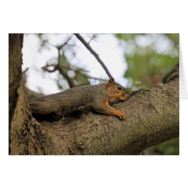 Meh (Anverso (Horizontal))