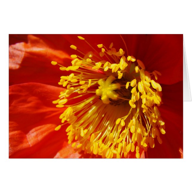 Mejor vestido (Anverso (Horizontal))