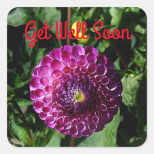 Mejore pronto Dahlia, irlandesa Miss #1 Pegatinas