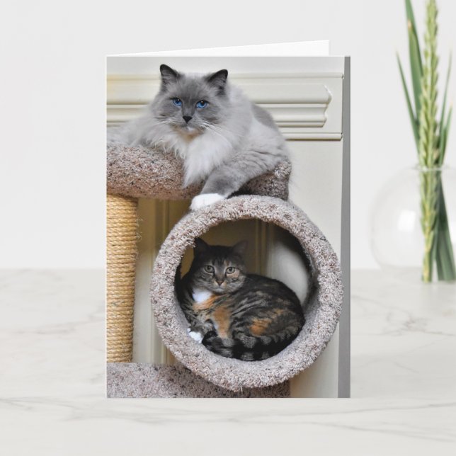 Mejores amigos, tarjeta (Anverso)