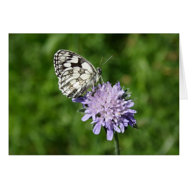 Melanargia galathea (Anverso (Horizontal))
