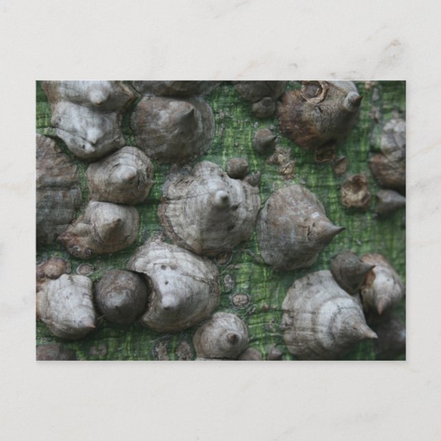 Melb. Jardines botánicos 1 postales (Anverso)