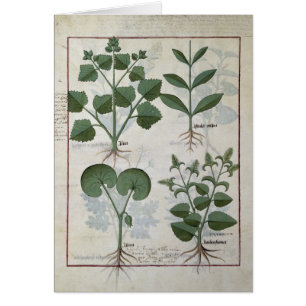 Melcocha y Hastula Regia Asarabacca y