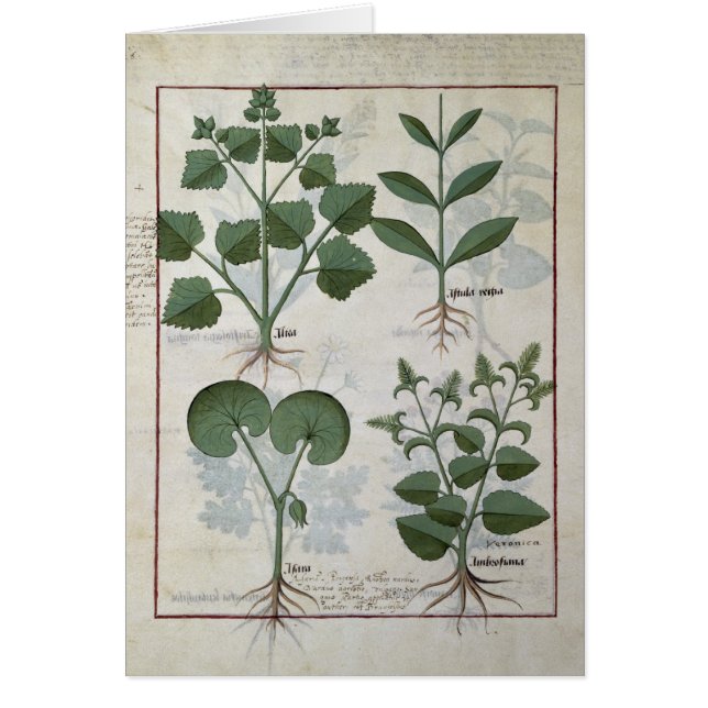 Melcocha y Hastula Regia Asarabacca y (Frente)