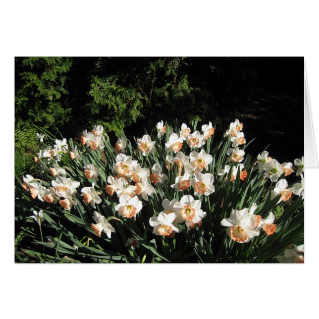 Melocotón Daffodiles (Anverso (Horizontal))