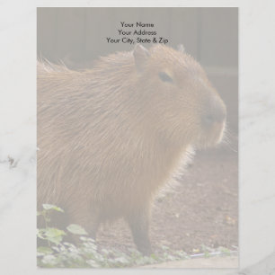 Membrete Capibara