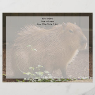 Membrete Capibara