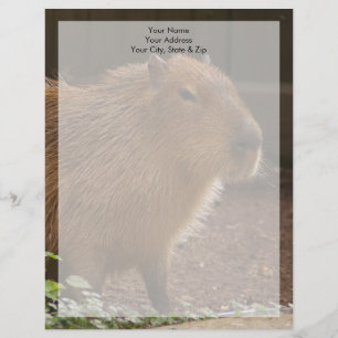 Membrete Capibara
