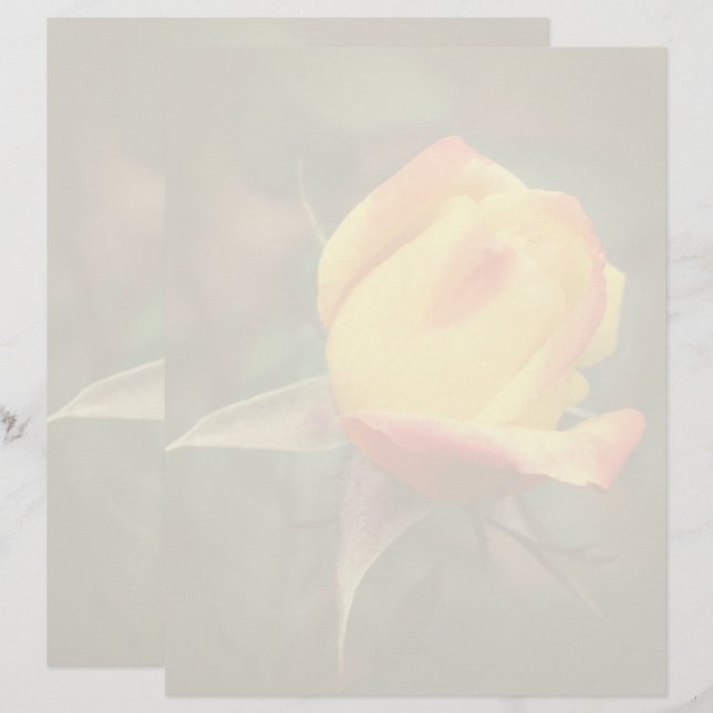 Membrete Flor de capullo de rosa amarilla (Anverso / Reverso)