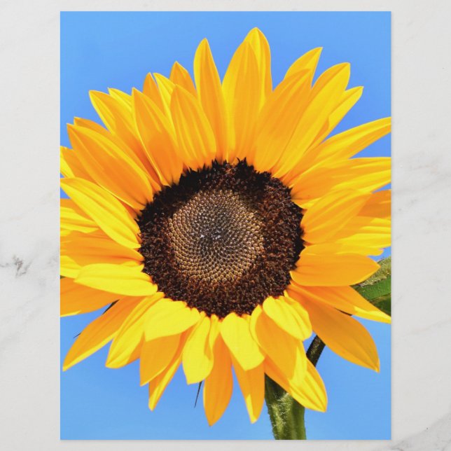 Membrete Girasol amarillo en el verano de Blue Sky Lethead (Reverso)