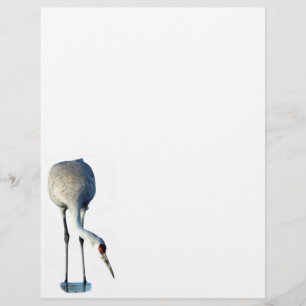 Membrete Sandhill Crane Photo Stationery Letterhead