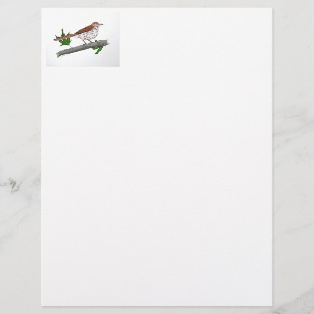 Membrete Stationery Brown Thrasher (Anverso)