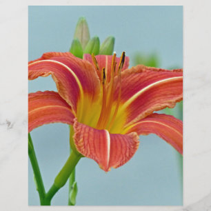 Membrete Tiger Daylily