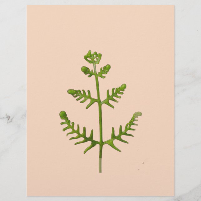 Membrete verde primavera (Anverso)