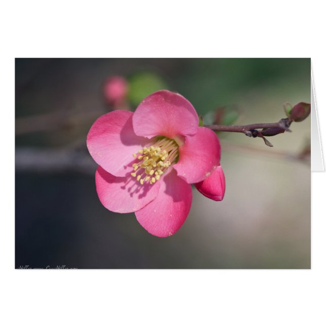Membrillo Florecido Rosa Perfecto (Anverso (Horizontal))