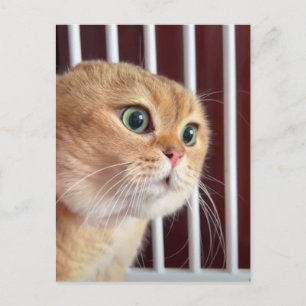 Meme de charlas postales sobre gatos