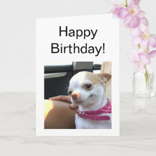 Meme de Chihuahua Dog Bonito tarjeta doblada