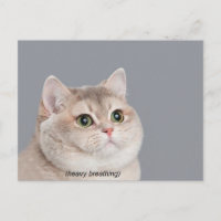 Meme de gato con respiración agitada en postal
