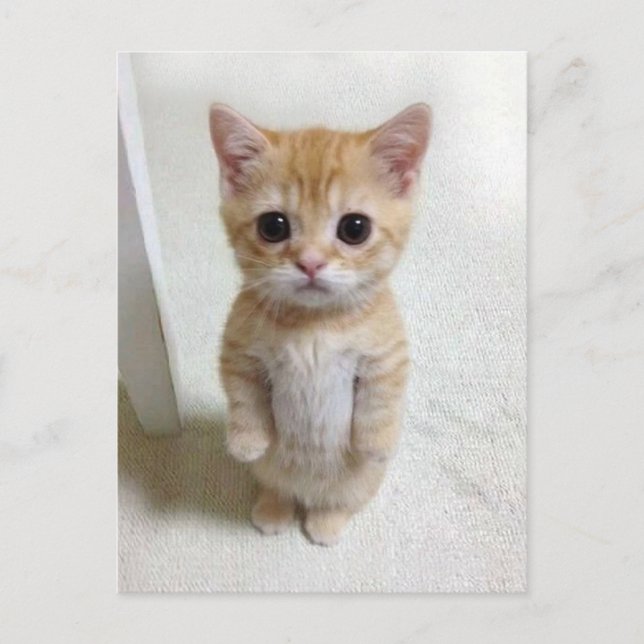 Meme de gato de la postal El Gato (Anverso)