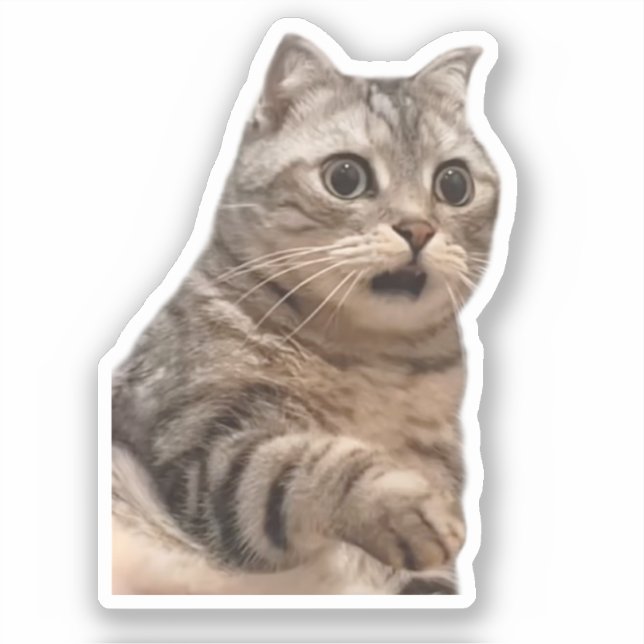 Meme de gato impactado por el pegatina (Anverso)