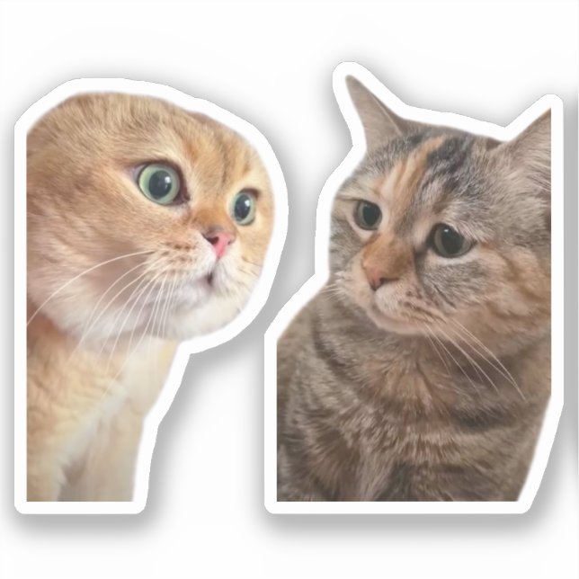 Meme de pegatina hablando de gatos (Anverso)
