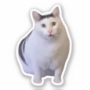 Meme de pegatina hh Cat