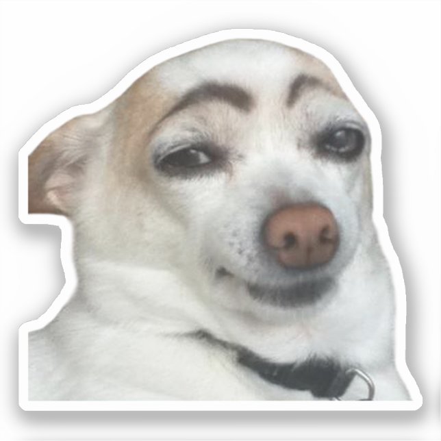 Meme de Perro de la ceja de ojos del pegatina (Anverso)