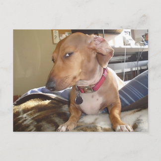 Meme de Perro ocular del lado de la postal