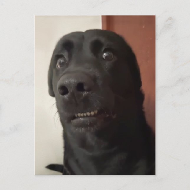 Meme de perros con miedo de postal (Anverso)
