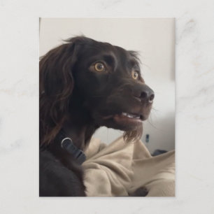 Meme de perros confundidos de postales