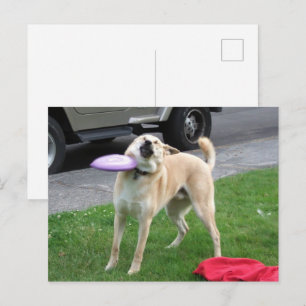 Meme Perro Frisbee Tarjeta Postal