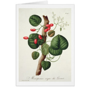 Menispermum de "Phytographie Medicale" por José
