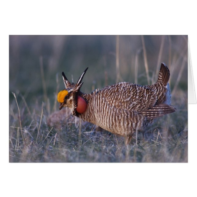 Menos Prairie-Chicken, Tympanuchus (Anverso (Horizontal))
