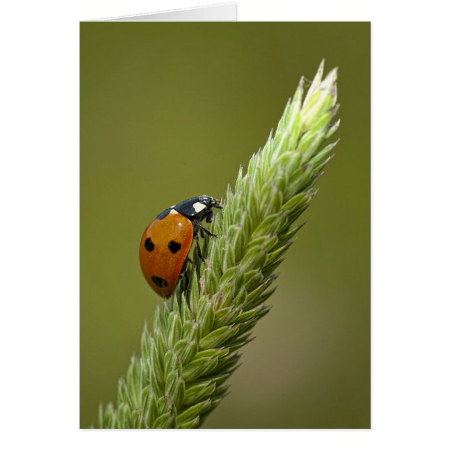 Mensajería automática (Frente)