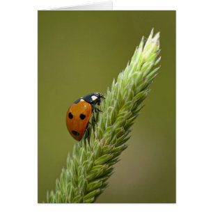 Mensajero de la mariquita